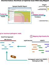 Optimal Dual RNA-Seq Mapping for Accurate Pathogen Detection in Complex Eukaryotic Hosts