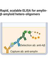 Detection of Amylin-&beta;-amyloid Hetero-Oligomers by Enzyme-Linked Immunosorbent Assay