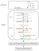 Protocol to Mine Unknown Flanking DNA Using PER-PCR for Genome Walking