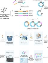 Leveraging Circular Polymerization and Extension Cloning (CPEC) Method for Construction of CRISPR Screening Libraries