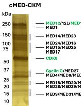A Protocol to Purify Human Mediator Complex From Freestyle 293-F Cells