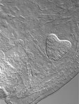 一种简便高效的拟南芥胚胎RNA提取方法