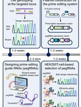 Precise Generation of Human Induced Pluripotent Stem Cell–Derived Cell Lines Harboring Disease-relevant Single Nucleotide Variants Using a Prime Editing System