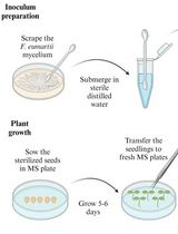 Flood Inoculation of Fusarium eumartii in Tomato Seedlings: Method for Evaluating the Infectivity of Pathogen Spores
