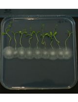 研究植物与丝状真菌互作的闭合系统：重点关注显微分析