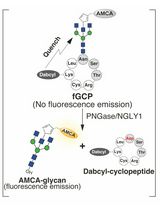 An Assay System for Plate-based Detection of Endogenous Peptide:N-glycanase/NGLY1 Activity Using A Fluorescence-based Probe