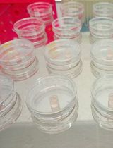 利用Ca²⁺成像技术鉴定含钙通透性AMPA受体和海藻酸受体的神经元