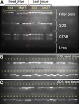 An Effective and Safe Maize Seed Chipping Protocol Using Clipping Pliers With Applications in Small-Scale Genotyping and Marker-Assisted Breeding