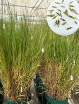 Development of a Rapid and Efficient Protocol for Seed Germination and Seedling Establishment of Oryza coarctata
