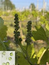 Transgene-free Genome Editing in Grapevine