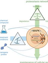 Cell-Sonar, an Easy and Low-cost Method to Track a Target Protein by Expression Changes of Specific Protein Markers