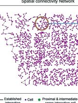 Model Architecture Analysis and Implementation of TENET for Cell–Cell Interaction Network Reconstruction Using Spatial Transcriptomics Data