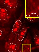 基于多功能点击化学的人细胞内DNA/RNA G-四链体成像方法
