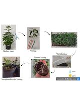 大麻的无性繁殖及其雌花序中提取得到的树脂