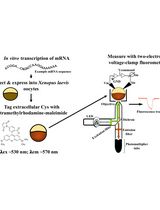 Voltage Clamp Fluorometry in <em>Xenopus laevis</em> Oocytes to Study the Voltage-sensing Phosphatase