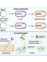 A Novel Gene Stacking Method in Plant Transformation Utilizing Split Selectable Markers