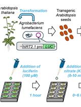 Correction Notice: A Microplate-Based Expression Monitoring System for Arabidopsis NITRATE TRANSPORTER2.1 Using the Luciferase Reporter