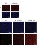 Generation, Propagation, and Titering of Dicistrovirus From an Infectious Clone