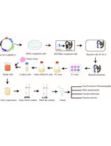 Purification of Native Acetyl CoA Carboxylase From Mammalian Cells