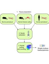 Nuclei Isolation From Murine and Human Periosteum For Transcriptomic Analyses