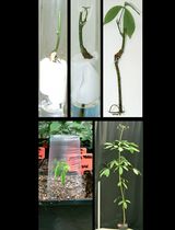 橡胶树体外植物幼苗的微接技术