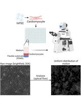 Differentiation, Maintenance, and Contraction Profiling of Human Induced Pluripotent Stem Cell–Derived Cardiomyocytes