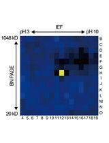 基于活性蛋白质组学和二维聚丙烯酰胺凝胶电泳(2D-PAGE)鉴定拟南芥细胞间隙液中的靶蛋白酶