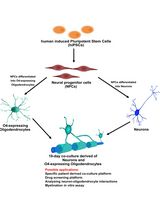 人 iPSC 衍生神经元与少突胶质细胞共培养用于髓鞘形成的小分子筛选分析