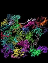 小胶质细胞形态的简化定量分析：基于小鼠大脑3D免疫荧光技术