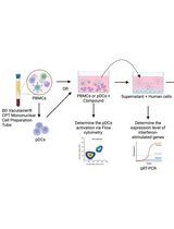 Protocol for Screening Host-Targeting Antivirals (HTAs) Using Human PBMCs and pDCs
