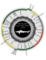 Annotated Bioinformatic Pipelines for Genome Assembly and Annotation of Mitochondrial Genomes