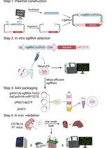 基于AAV9-Tnnt2-SaCas9-miR122TS载体的心脏特异性基因编辑