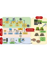 Protocol for Inoculation of PGPR Staphylococcus sciuri to Seeds and Seedlings of Rice and Tomato Plants for Increased Root and Shoot Growth
