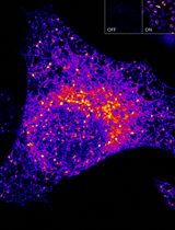 高灵敏且可调控的 ATOM 荧光生物传感器：用于检测细胞中蛋白质靶点的亚细胞定位
