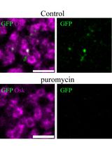 果蝇早期胚胎生殖颗粒双相结构中 mRNA 翻译的可视化