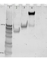 基于 DNA 纳米机检测未扩增的细菌 16S rRNA 区分蜡状芽孢杆菌种群