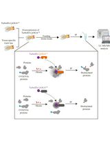 Tissue-Specific Profiling of O-GlcNAcylated Proteins in Drosophila Using TurboID-CpOGAM