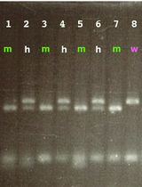基于 PCR 的斑马鱼基因突变体分型方法