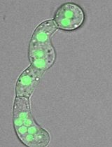 Evaluating In Vivo Translation Inhibition via Puromycin Labeling in Botrytis cinerea Germlings Treated With Antifungal Peptides