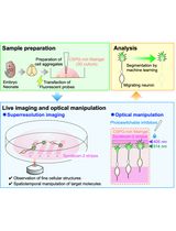 Time-Lapse Super-Resolution Imaging and Optical Manipulation of Growth Cones in Elongating Axons and Migrating Neurons