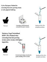 Improved Extraction Methods to Isolate High Molecular Weight DNA From Magnaporthaceae and Other Grass Root Fungi for Long-Read Whole Genome Sequencing