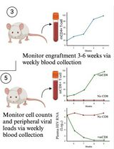 A Participant-Derived Xenograft Mouse Model to Decode Autologous Mechanisms of HIV Control and Evaluate Immunotherapies