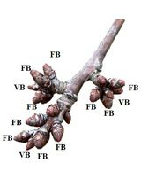 甜樱桃发育中花原基的淀粉酶法定量检测