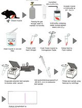 Ex Vivo Measurement of Stable Isotope-Labeled Fatty Acid Incorporation Into Phospholipids in Isolated Mice Muscle