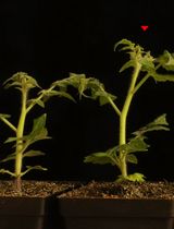 Analysis of Modified Plant Metabolites Using Widely Targeted Metabolite Modificomics