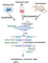 Assay for Site-Specific Homologous Recombination Activity in Adherent Cells, Suspension Cells, and Tumor Tissues