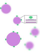 基于荧光读数的漂浮分析法研究肠道病毒周边膜蛋白2C的膜结合特性