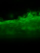 A Human Cervix Chip for Preclinical Studies of Female Reproductive Biology