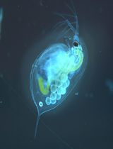 Baculovirus and Plasmid Vector-Mediated Gene Transfer in <em>Daphnia magna</em> Cells in Primary Embryonic In Vitro Cultures in an Optimized Microenvironment: Methods and Protocols