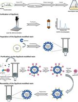 A Robust and Easy Protein Purification Method Using SpyDock-Modified Resin